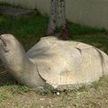 Black Stone Turtle Raising Its Head